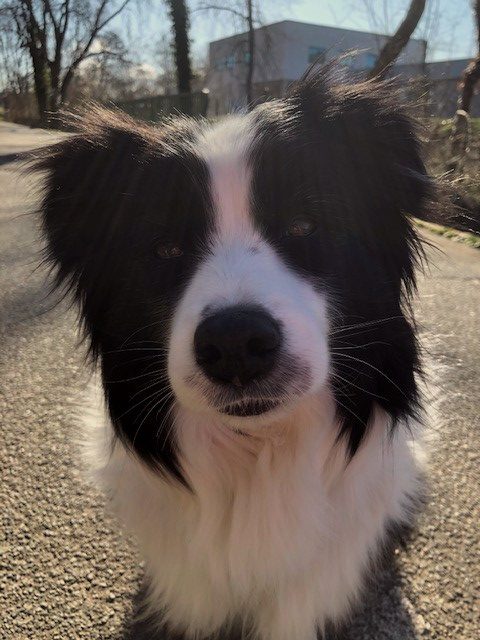 Sparky Corona neu sparky_hund